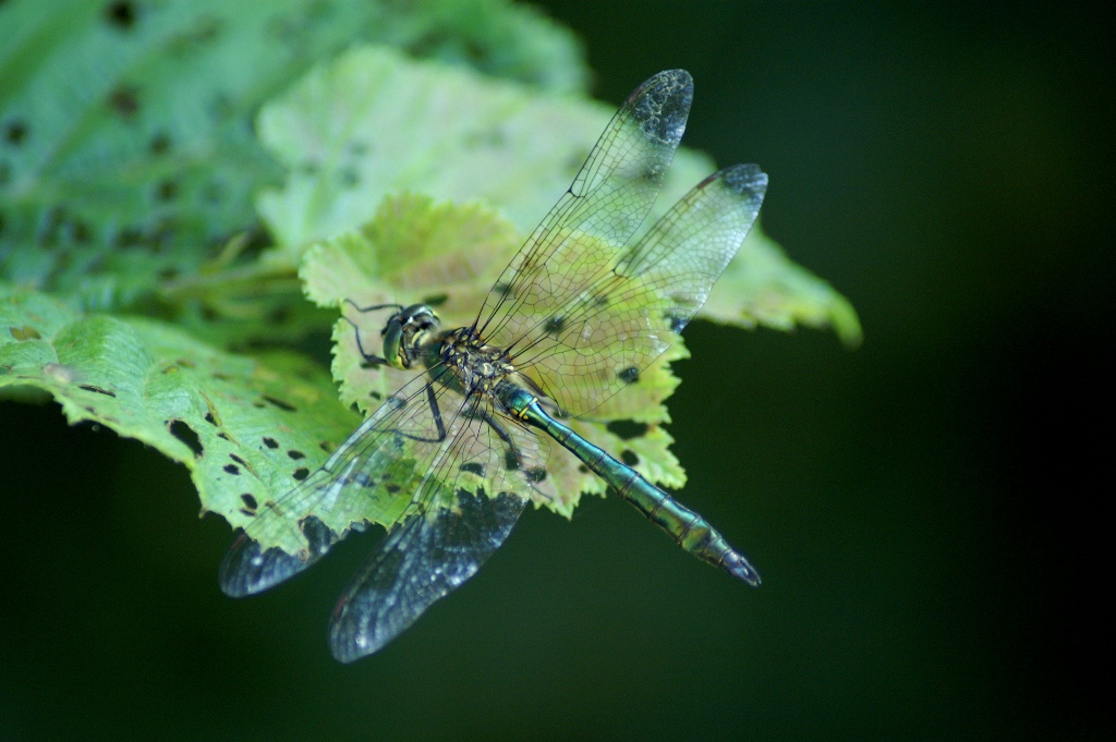 Somatochlora metallica?